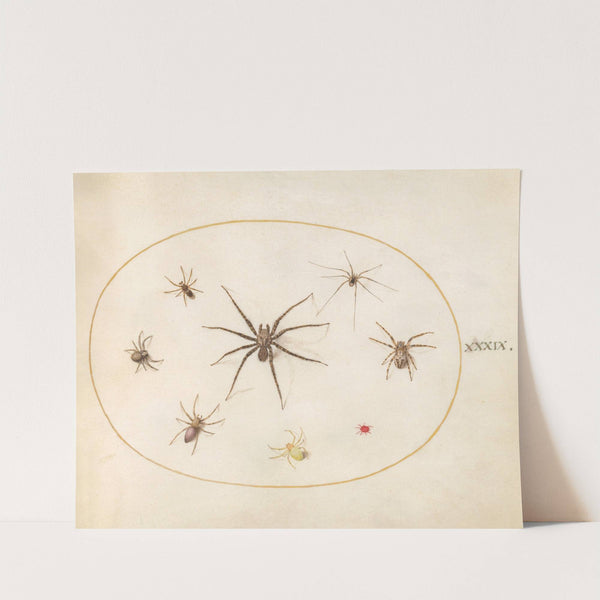 Plate 39; Eight Spiders (1575-1590) by Joris Hoefnagel