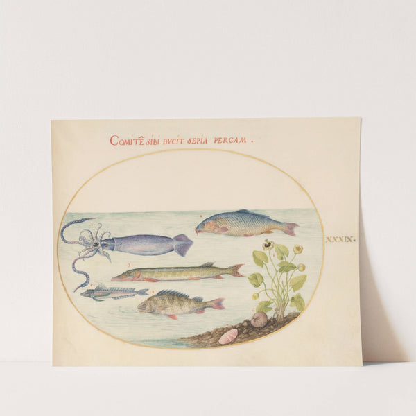 Plate 39; Squid, Gurnard, Pike, and Other Fish (1575-1590) by Joris Hoefnagel
