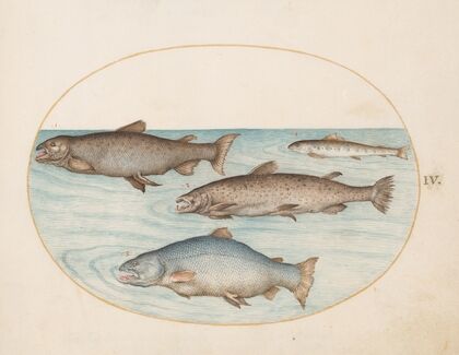 Plate 4; Four Salmon (1575-1590)