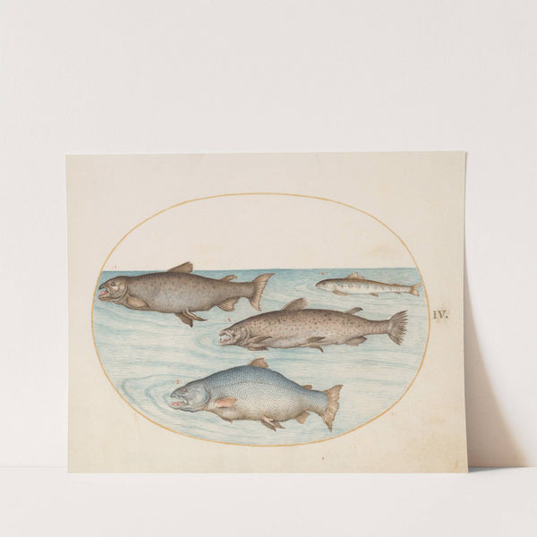 Plate 4; Four Salmon (1575-1590) by Joris Hoefnagel