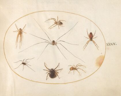 Plate 40; Eight Spiders, Including a Cross Spider, with an Egg Sac (1575-1590)