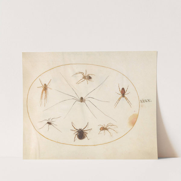Plate 40; Eight Spiders, Including a Cross Spider, with an Egg Sac (1575-1590) by Joris Hoefnagel