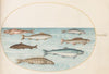 Plate 40; Salmon, Trout, and Freshwater Fish (1575-1590)