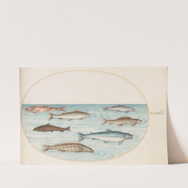 Plate 40; Salmon, Trout, and Freshwater Fish (1575-1590) by Joris Hoefnagel