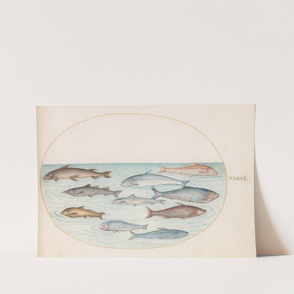 Plate 41; Whitefish and Other Fish (1575-1590) by Joris Hoefnagel