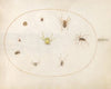 Plate 41; Yellow Spider Surrounded by Eight Spiders (1575-1590)
