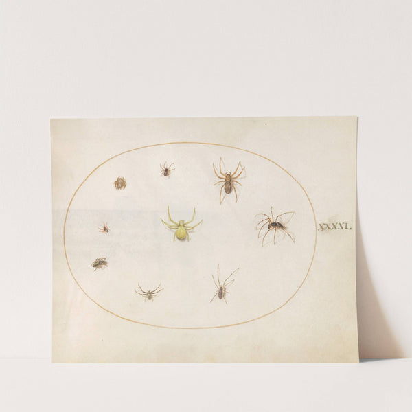 Plate 41; Yellow Spider Surrounded by Eight Spiders (1575-1590) by Joris Hoefnagel