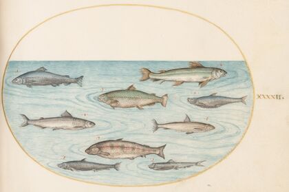Plate 42; Nine Fish (1575-1590)