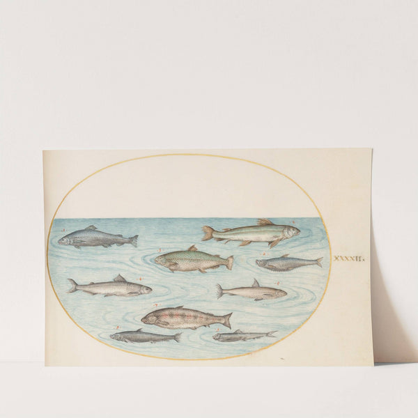 Plate 42; Nine Fish (1575-1590) by Joris Hoefnagel