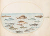 Plate 43; Fifteen Fish (1575-1590)