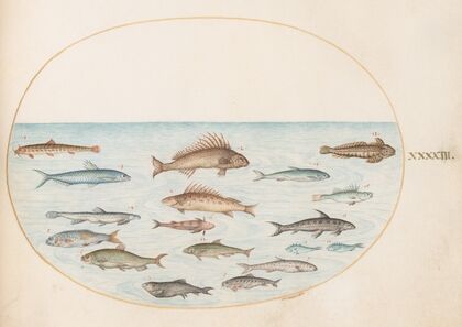Plate 43; Fifteen Fish (1575-1590)