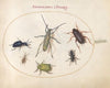 Plate 43; Musk Beetle, Oil Beetle, Tansy Beetle, Cockroach, Leaf-Footed Bug, and Other Insects (1575-1590)
