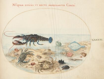 Plate 44; Lobster, Two Crabs, Scallop Shells, and Other Sea Life (1575-1590)