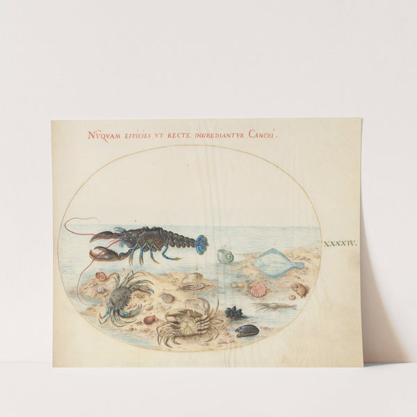 Plate 44; Lobster, Two Crabs, Scallop Shells, and Other Sea Life (1575-1590) by Joris Hoefnagel