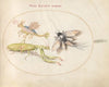 Plate 44; Mantis, Mayfly, and a Fictional Locust (1575-1590)