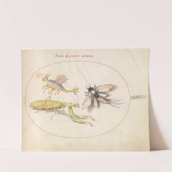 Plate 44; Mantis, Mayfly, and a Fictional Locust (1575-1590) by Joris Hoefnagel