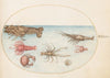 Plate 45; Lobster, Squilla Mantis, and Other Crustaceans (1575-1590)