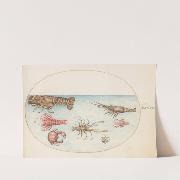 Plate 45; Lobster, Squilla Mantis, and Other Crustaceans (1575-1590) by Joris Hoefnagel