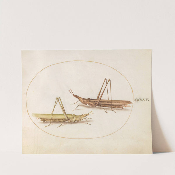 Plate 45; Two Long-Headed Grasshoppers (1575-1590) by Joris Hoefnagel