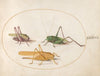 Plate 46; Three Grasshoppers (1575-1590)