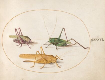 Plate 46; Three Grasshoppers (1575-1590)