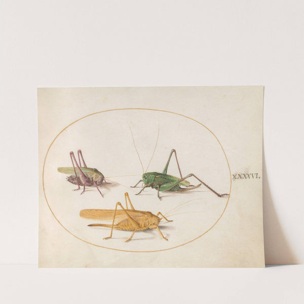 Plate 46; Three Grasshoppers (1575-1590) by Joris Hoefnagel