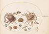 Plate 46; Two Crabs with Seashells (1575-1590)