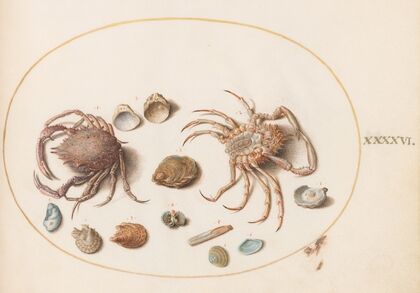 Plate 46; Two Crabs with Seashells (1575-1590)