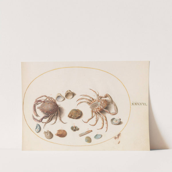 Plate 46; Two Crabs with Seashells (1575-1590) by Joris Hoefnagel