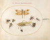 Plate 47; A Dragonfly (Banded Darter), Grasshopper, Houseflies, a Carrion Beetle, a Flower Longhorn Beetle, and Other Insects (1575-1590)