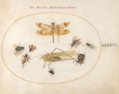 Plate 47; A Dragonfly (Banded Darter), Grasshopper, Houseflies, a Carrion Beetle, a Flower Longhorn Beetle, and Other Insects (1575-1590)