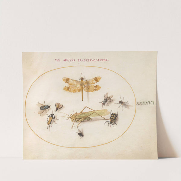 Plate 47; A Dragonfly (Banded Darter), Grasshopper, Houseflies, a Carrion Beetle, a Flower Longhorn Beetle, and Other Insects (1575-1590) by Joris Hoefnagel