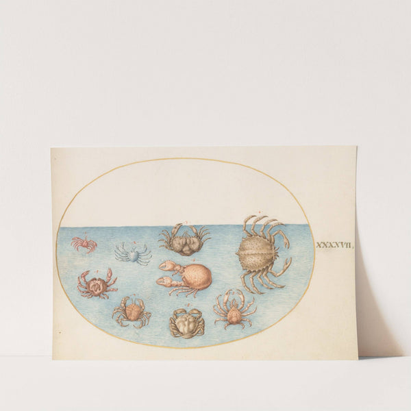 Plate 47; Nine Crabs (1575-1590) by Joris Hoefnagel