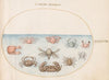 Plate 48; Ten Crabs (1575-1590)