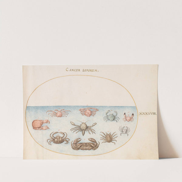 Plate 48; Ten Crabs (1575-1590) by Joris Hoefnagel