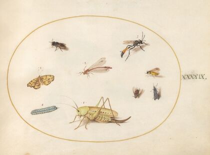 Plate 49; A Grasshopper, a Caterpillar, a Butterfly, a Moth, and Other Insects (1575-1590)