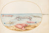 Plate 49; Mantis Shrimp and the Claw of a European Crayfish (1575-1590)