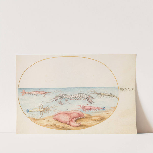 Plate 49; Mantis Shrimp and the Claw of a European Crayfish (1575-1590) by Joris Hoefnagel