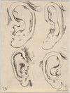 Plate 5; four ears. (1649)