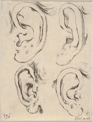 Plate 5; four ears. (1649)
