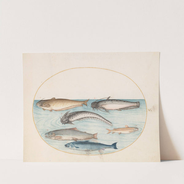 Plate 5; Three Catfish, a Salmon, and Two Other Fish (1575-1590) by Joris Hoefnagel