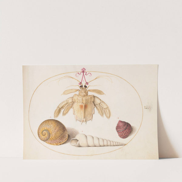 Plate 50; A Partial Mantis Shrimp with Tower Snail Shells (1575-1590) by Joris Hoefnagel