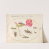 Plate 50; Grasshoppers, a Caterpillar, and a Scale Insect with a Four O’Clock Flower (1575-1590) by Joris Hoefnagel