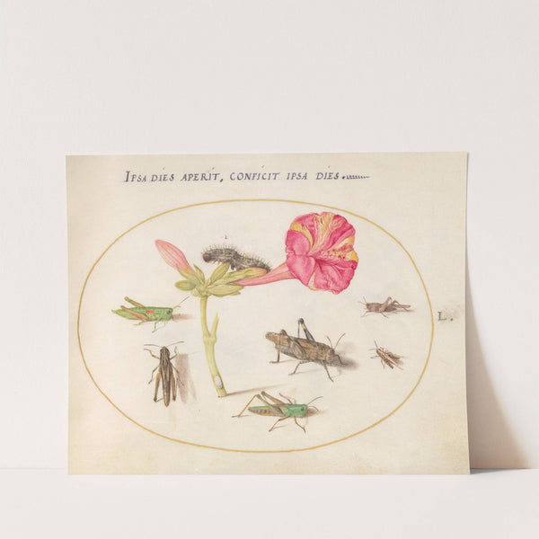 Plate 50; Grasshoppers, a Caterpillar, and a Scale Insect with a Four O’Clock Flower (1575-1590) by Joris Hoefnagel