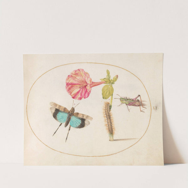 Plate 51; Grasshoppers and a Caterpillar with a Four O’Clock Flower (1575-1590) by Joris Hoefnagel