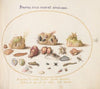 Plate 51; Murex Mollusks, Shells, Hermit Crabs, a Slug, Insects, and Other Sea Life (1575-1590)