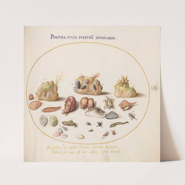 Plate 51; Murex Mollusks, Shells, Hermit Crabs, a Slug, Insects, and Other Sea Life (1575-1590) by Joris Hoefnagel