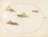 Plate 52; Four Grasshoppers (1575-1590)
