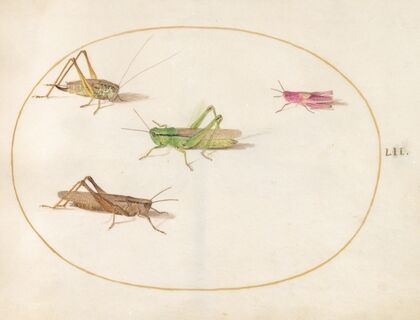 Plate 52; Four Grasshoppers (1575-1590)