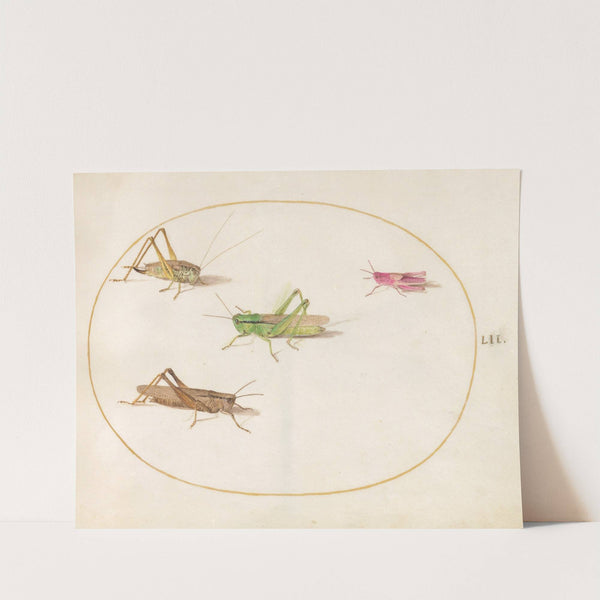 Plate 52; Four Grasshoppers (1575-1590) by Joris Hoefnagel